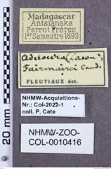 Etikette zu Agrypnus fairmairei (NHMW-ZOO-COL-0010416)